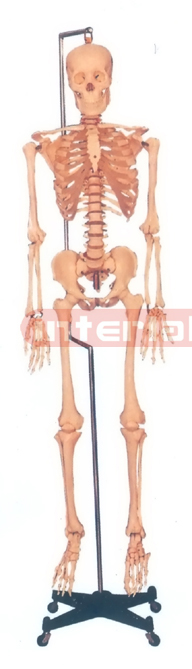 168 CM TALL, ADULT, MALE, CLEAR CARTILAGE NUMBERED INFLEXIBLE SPINE, SKELETON WITH REMOVABLE HANGING IRON STAND.